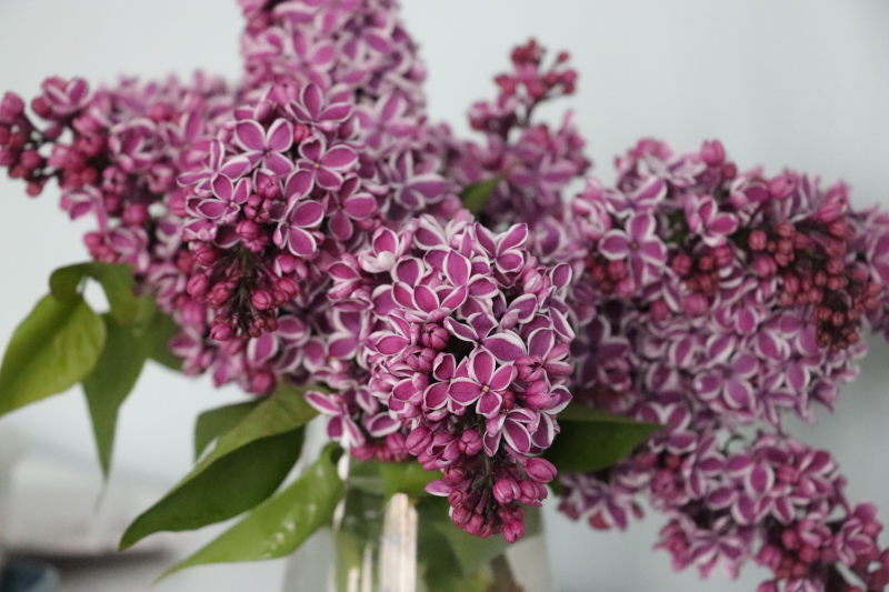 Psychologischer Berater werden für Langenselbold